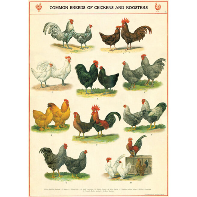 Cavallini Poster/Gift Wrap - Chickens & Roosters