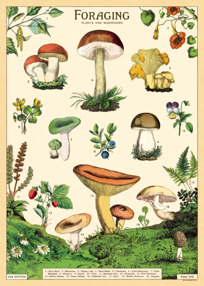 Cavallini Poster/Gift Wrap - Foraging