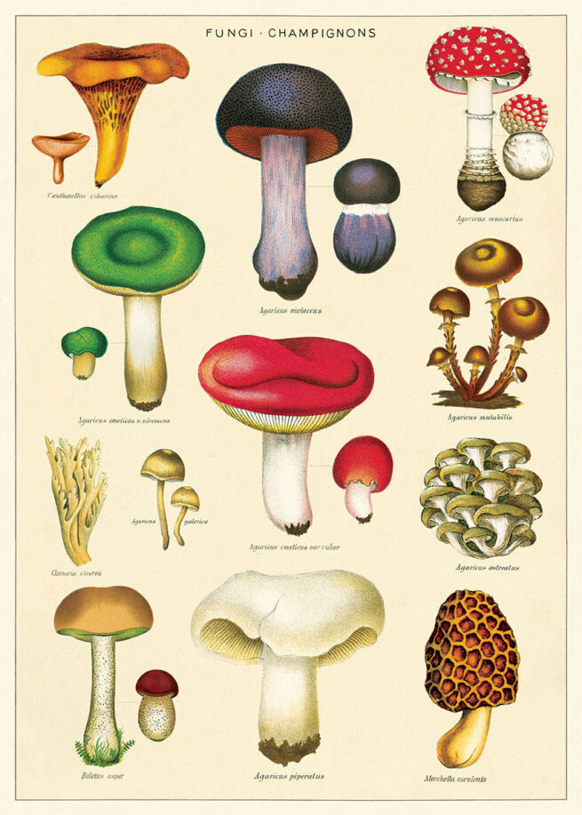 Cavallini Poster/Gift Wrap - Mushrooms 2