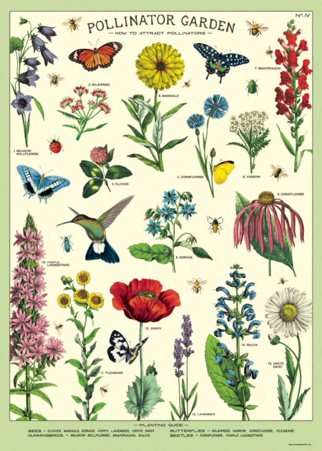 Cavallini Poster/Gift Wrap - Pollinator Garden
