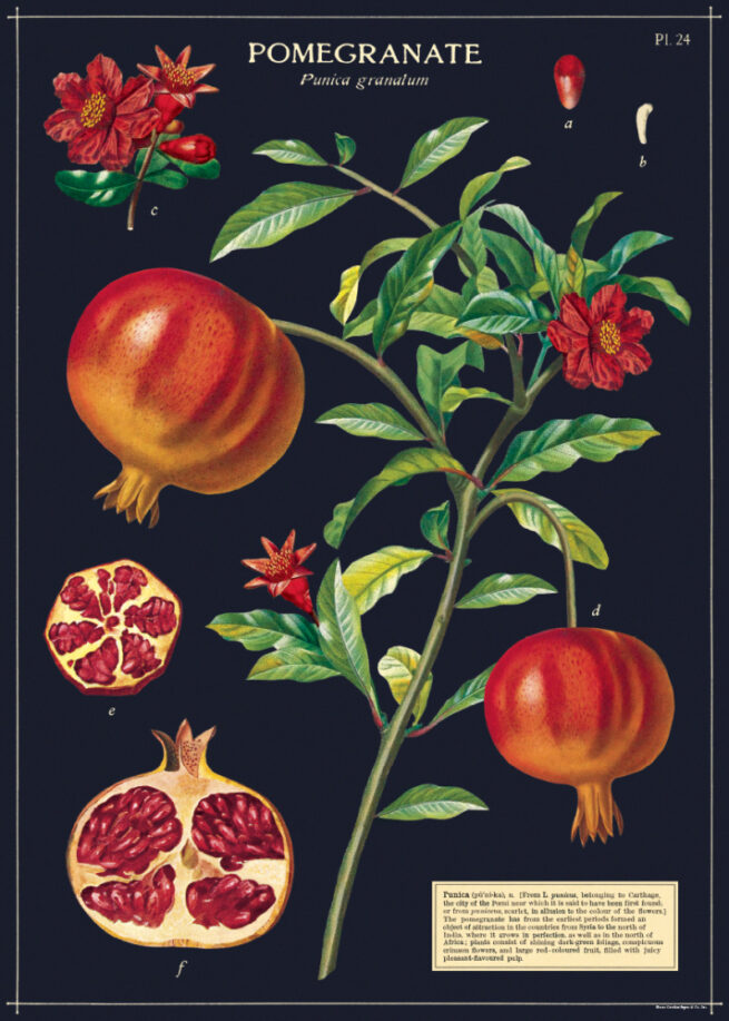 Cavallini Poster/Gift Wrap - Pomegranate