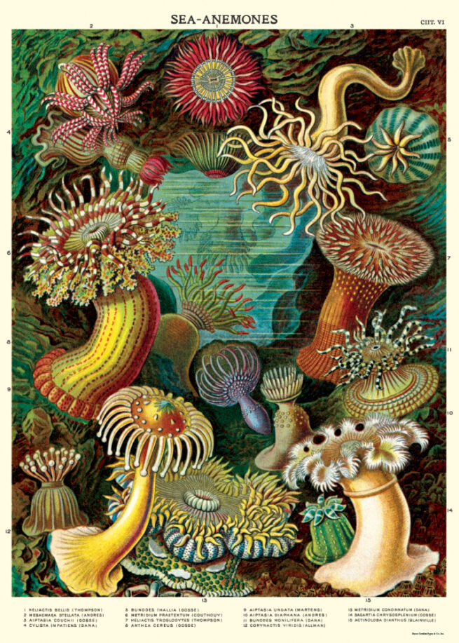 Cavallini Poster/Gift Wrap - Sea Anemones