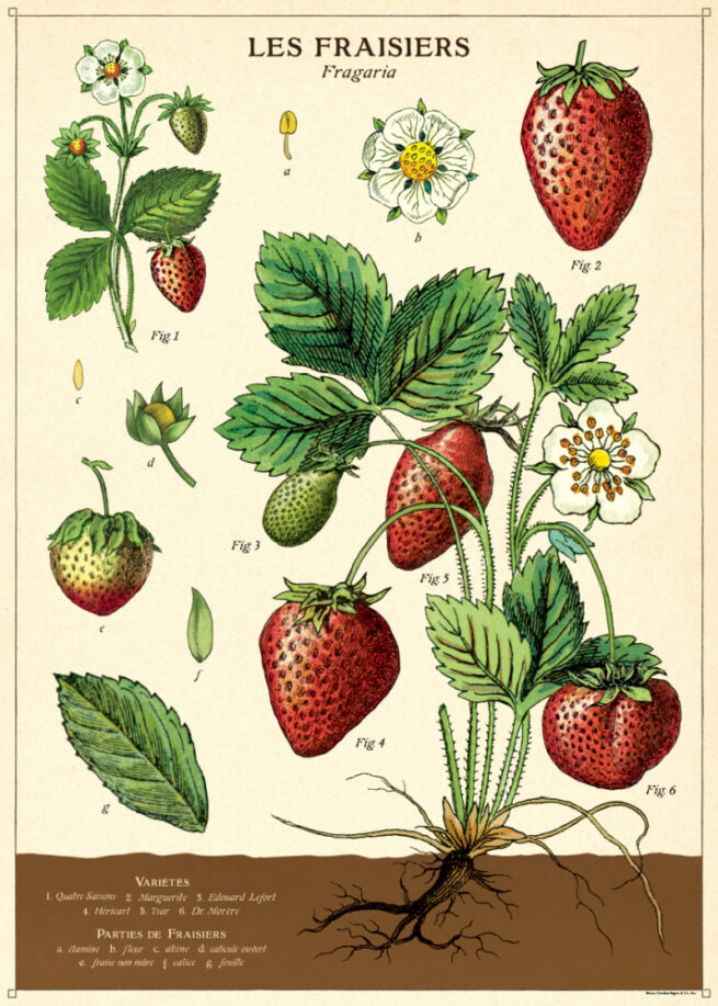 Cavallini Poster/Gift Wrap - Strawberry