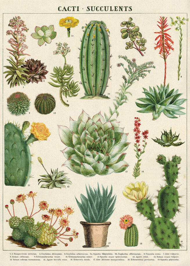 Cavallini Poster/Gift Wrap - Cactus & Succulents