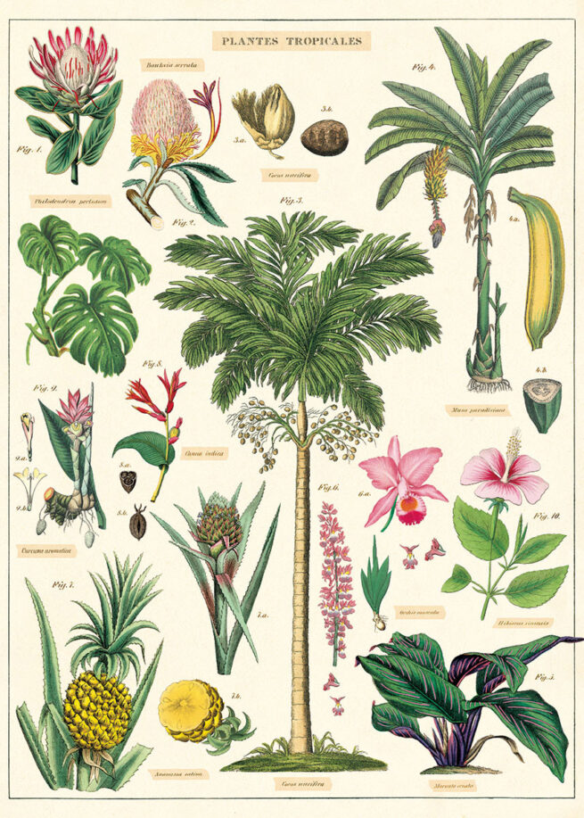 Cavallini Poster/Gift Wrap - Tropical Plants