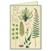 Cavallini Boxed Notecards - Fern - Image 2