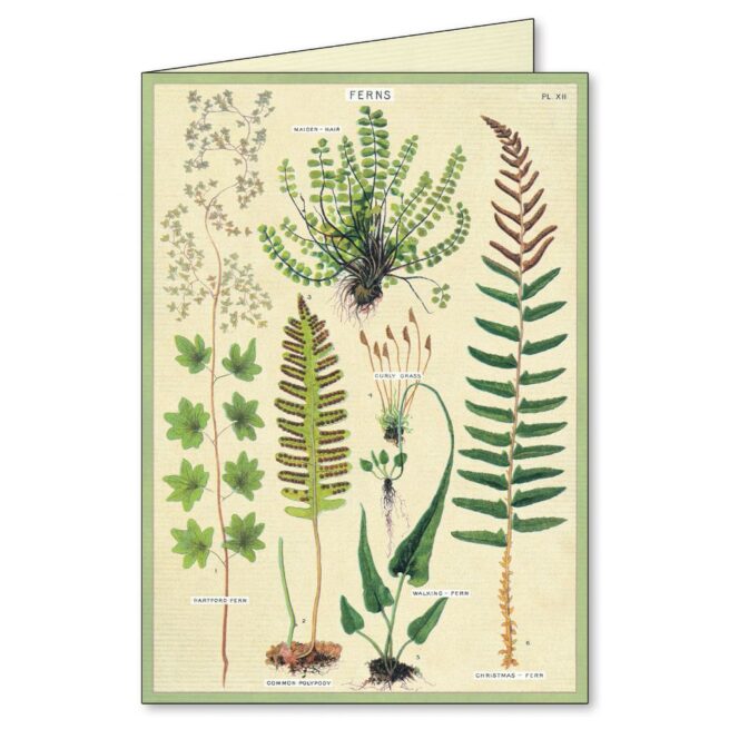 Cavallini Boxed Notecards - Fern - Image 2