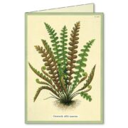 Cavallini Boxed Notecards - Fern - Image 5