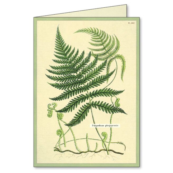 Cavallini Boxed Notecards - Fern - Image 4