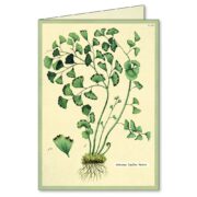 Cavallini Boxed Notecards - Fern - Image 3