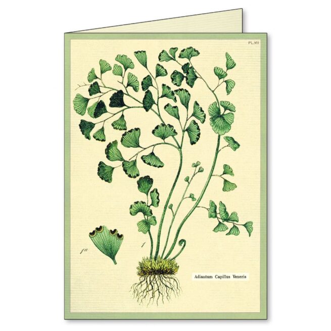 Cavallini Boxed Notecards - Fern - Image 3