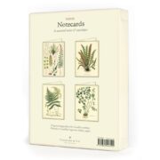 Cavallini Boxed Notecards - Fern - Image 6