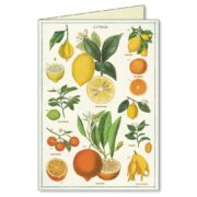Cavallini Boxed Notecards - Jardin - Image 3