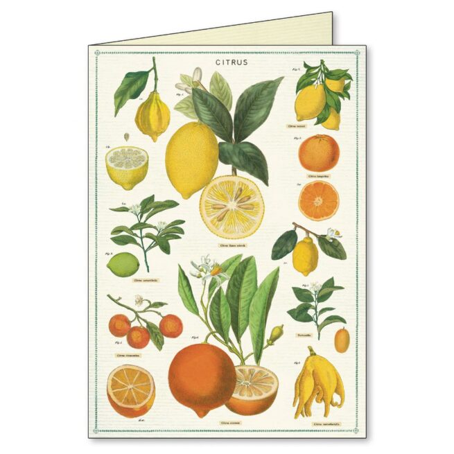 Cavallini Boxed Notecards - Jardin - Image 3