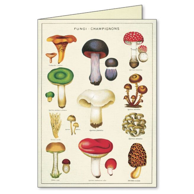 Cavallini Boxed Notecards - Jardin - Image 5