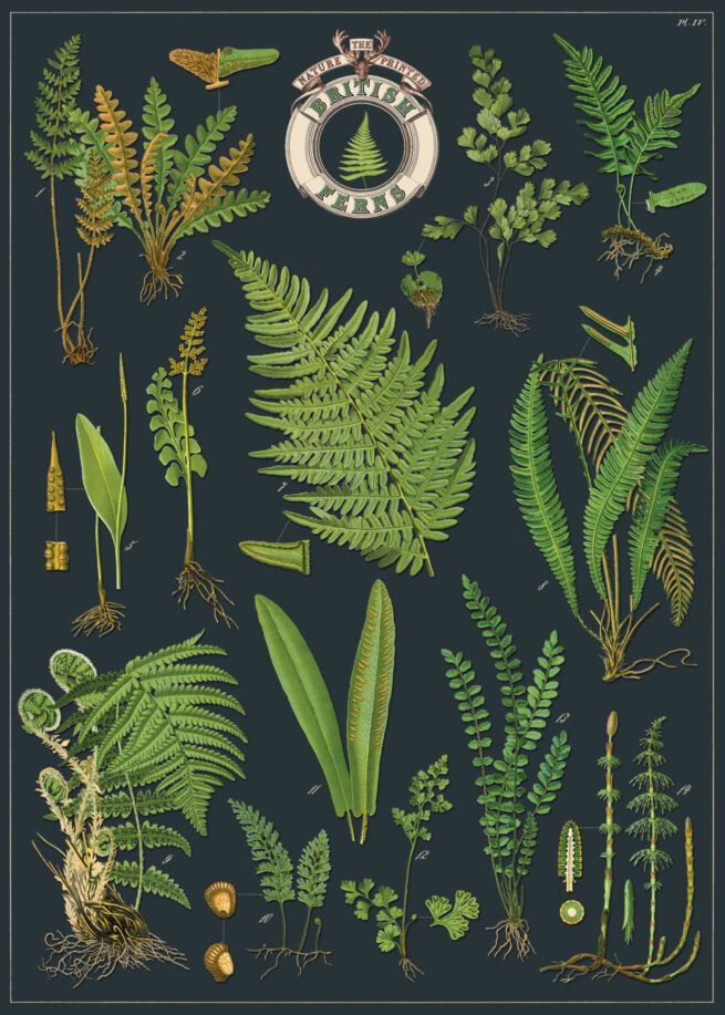 Cavallini Poster/Gift Wrap - British Ferns