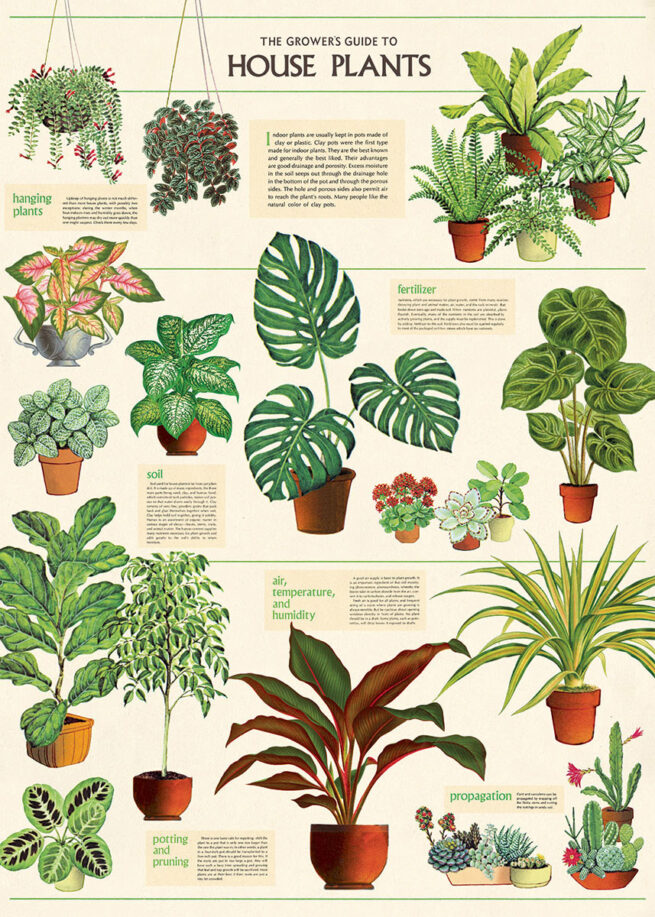 Cavallini Poster/Gift Wrap - House Plants