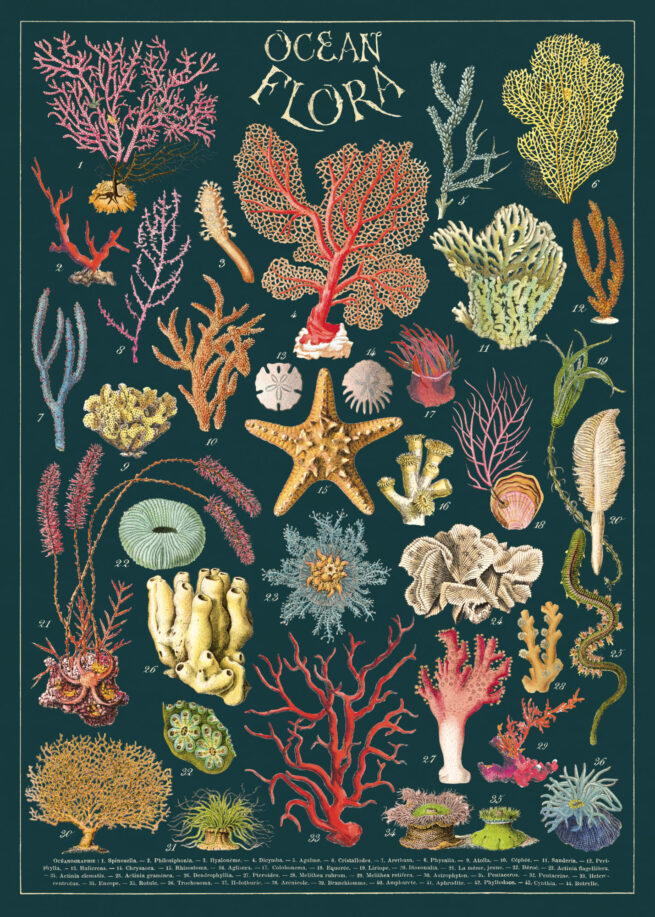 Cavallini Poster/Gift Wrap - Ocean Flora