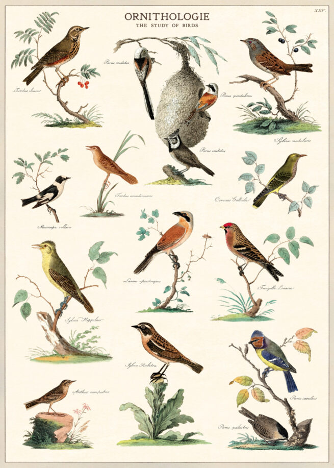 Cavallini Poster/Gift Wrap - Ornithologie