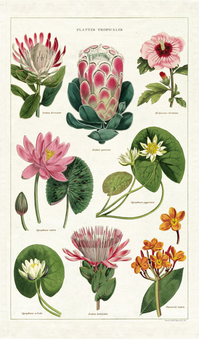 Cavallini Tea Towel - Tropical Plants