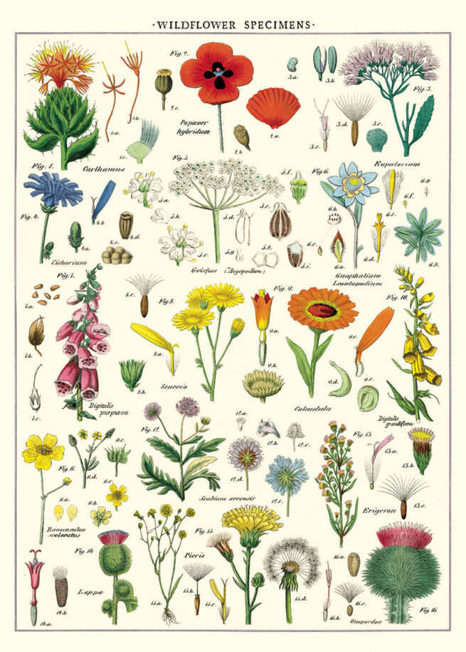 Cavallini Poster/Gift Wrap - Wildflowers
