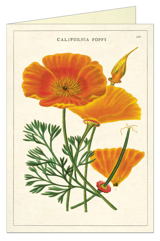 Cavallini Greeting Card - California Poppy