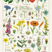 Cavallini Tea Towel - Wildflower