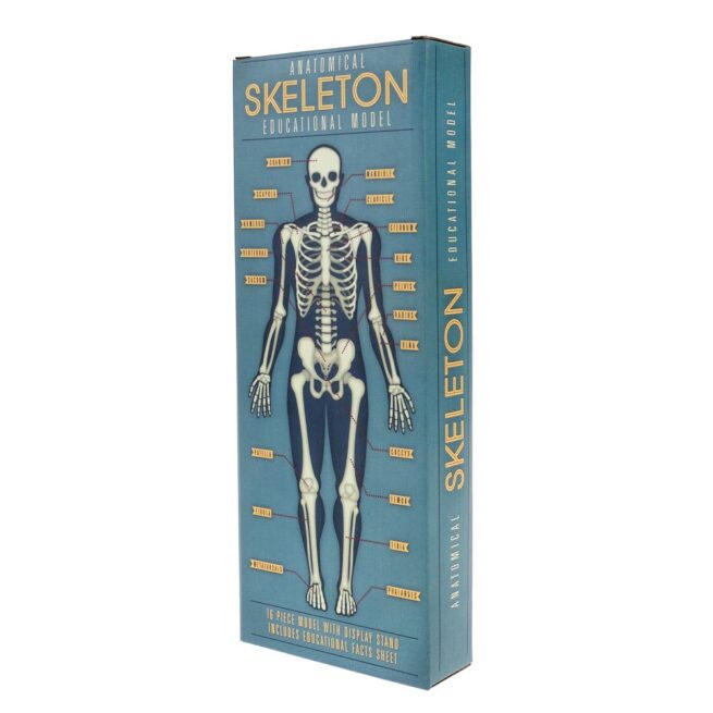 Rex London Anatomy Skeleton Model