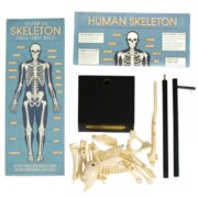 Rex London Anatomy Skeleton Model - Image 2