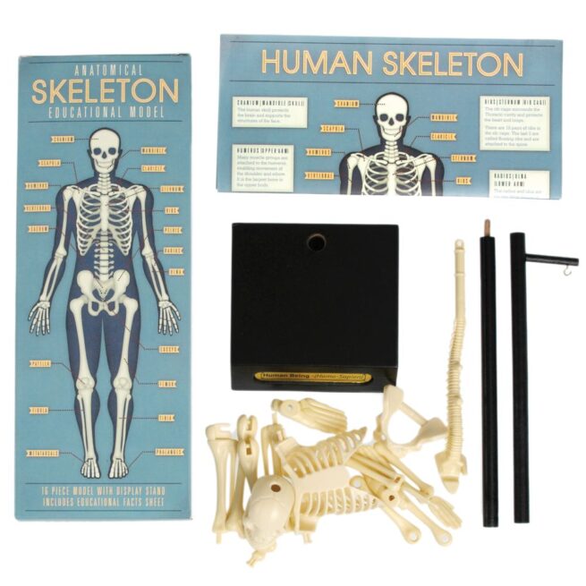 Rex London Anatomy Skeleton Model - Image 2