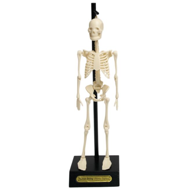 Rex London Anatomy Skeleton Model - Image 3
