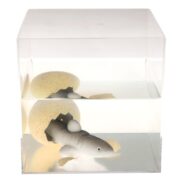 Rex London Giant Hatching Shark Egg - Image 3