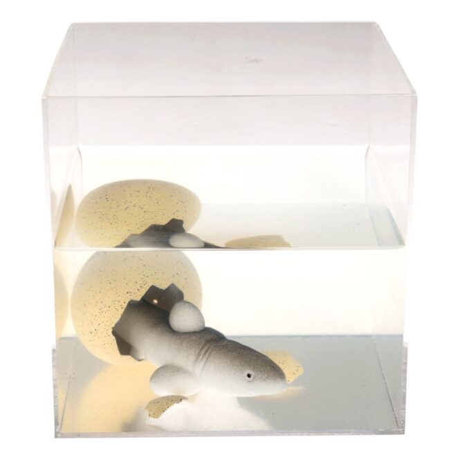 Rex London Giant Hatching Shark Egg - Image 3