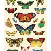 Cavallini Notebook Mini Set - Butterflies - Image 4