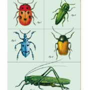 Cavallini Notebook Mini Set - Bugs - Image 3