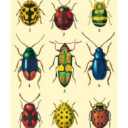 Cavallini Notebook Mini Set - Bugs - Image 4