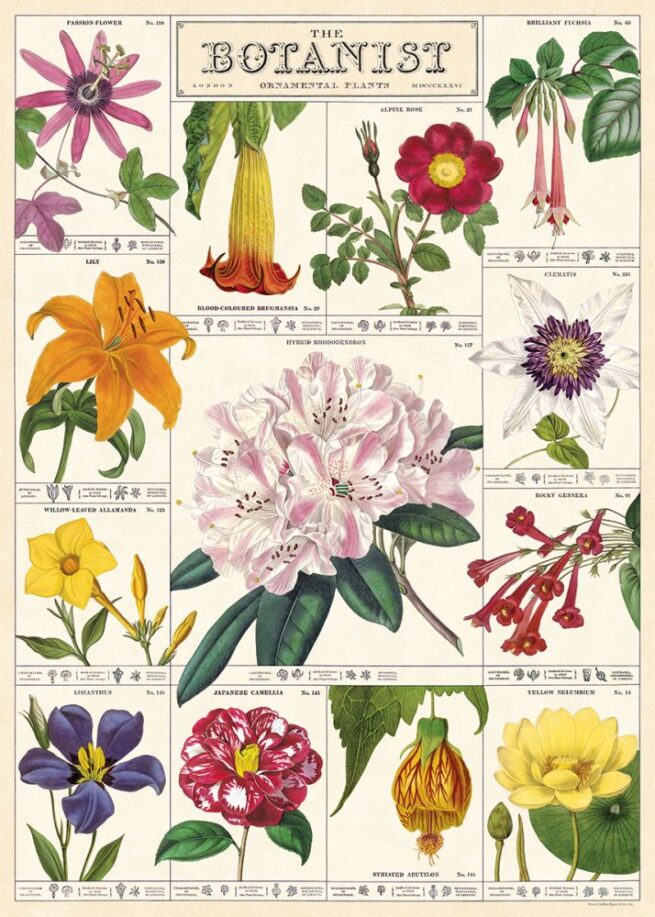 Cavallini Poster/Gift Wrap - The Botanist