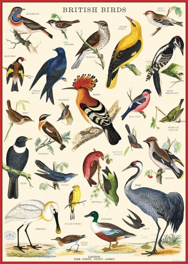 Cavallini Poster/Gift Wrap - British Birds