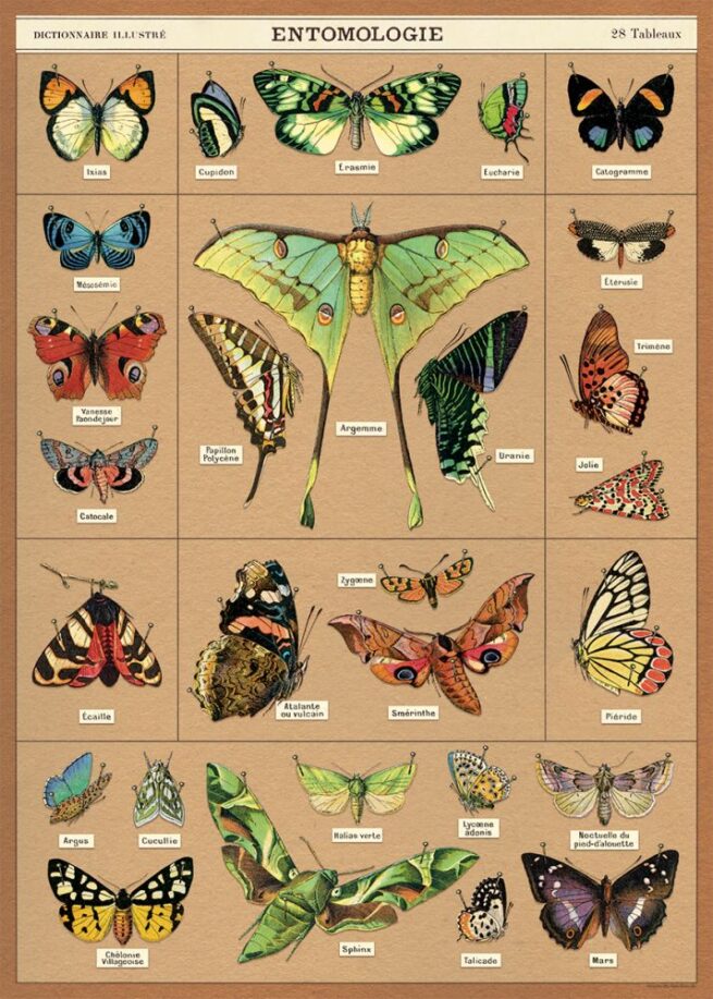 Cavallini Poster/Gift Wrap - Entomologie