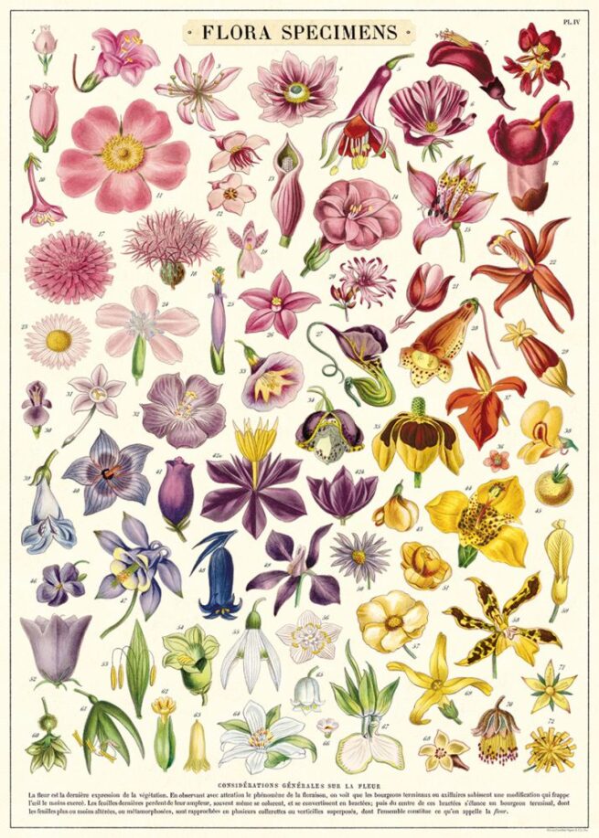 Cavallini Poster/Gift Wrap - Flora Specimens