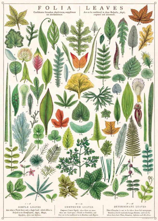 Cavallini Poster/Gift Wrap - Folia Leaves