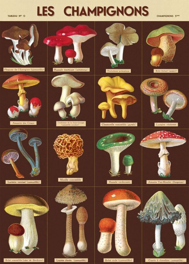 Cavallini Poster/Gift Wrap - Les Champignons