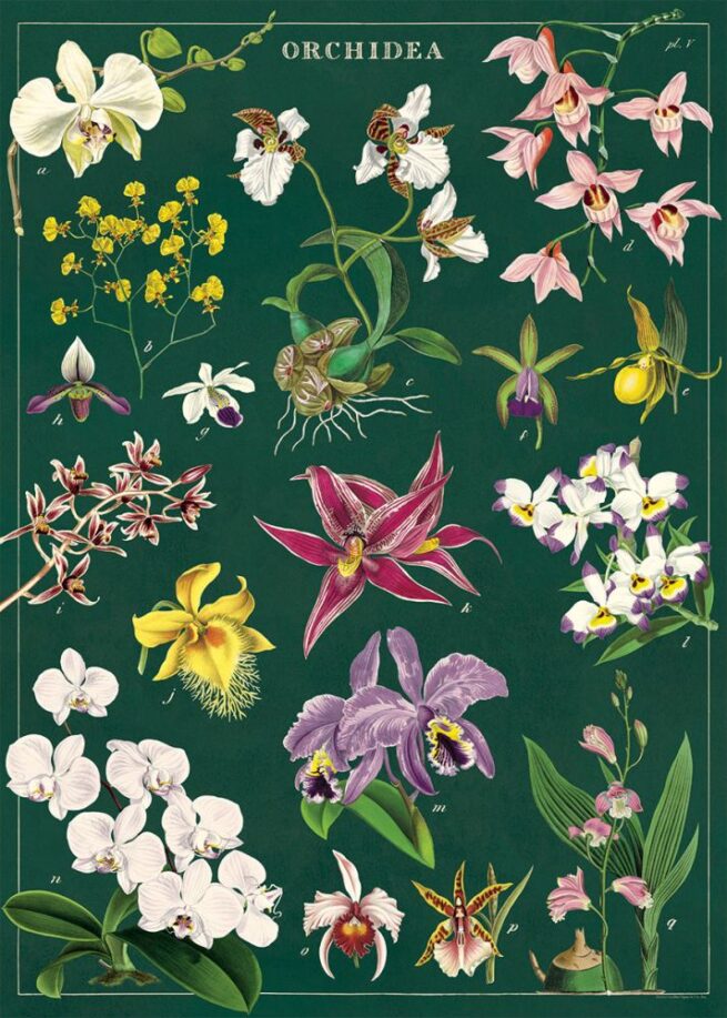 Cavallini Poster/Gift Wrap - Orchid