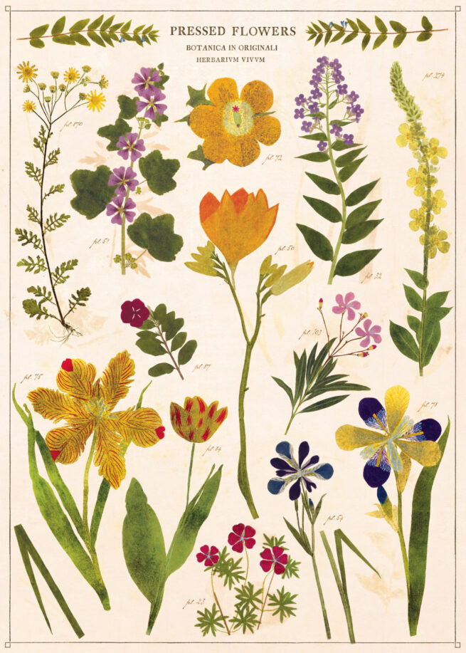 Cavallini Poster/Gift Wrap - Pressed Flowers