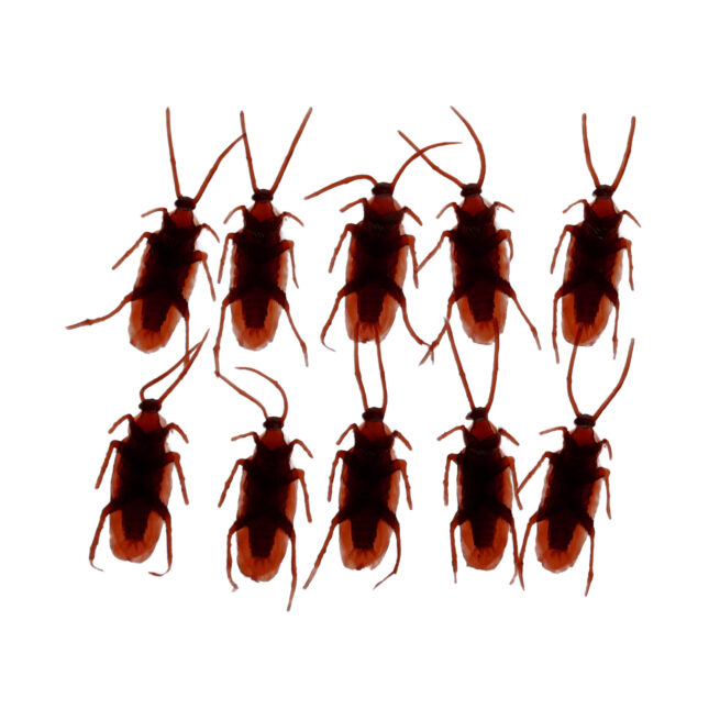 Rex London Classic Jokes - Cockroaches/Box of 10 - Image 4