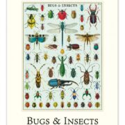 Cavallini 2025 Wall Calendar – Bug & Insects