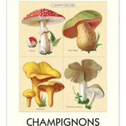 Cavallini 2025 Wall Calendar – Champignons