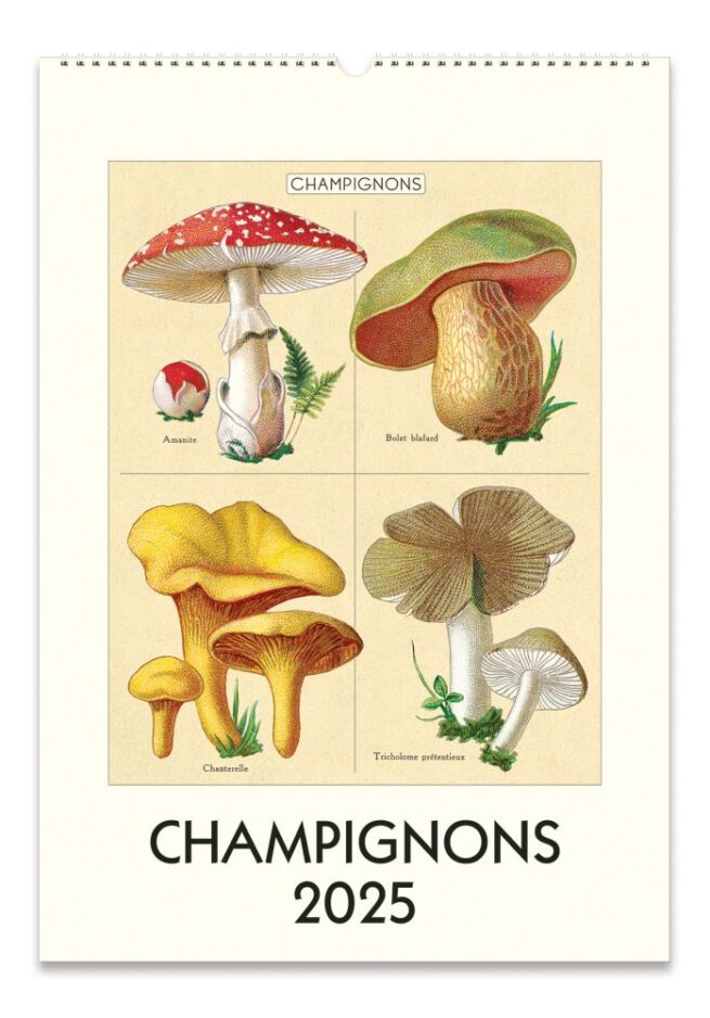 Cavallini 2025 Wall Calendar – Champignons