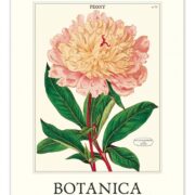 Cavallini 2025 Wall Calendar – Botanica
