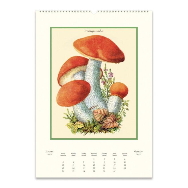 Cavallini 2025 Wall Calendar – Champignons - Image 2